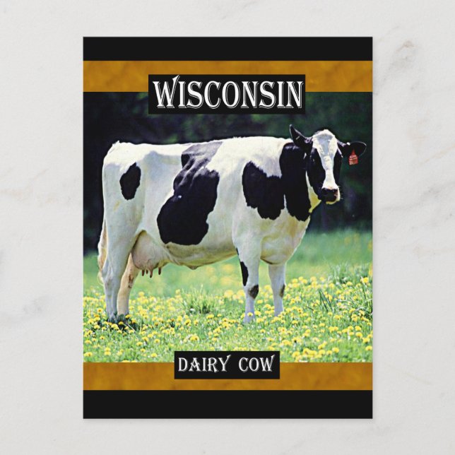 Cartão Postal Wisconsin Dairy Cow (Frente)