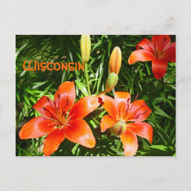 Cartão Postal Wisconsin Lillies (Frente)