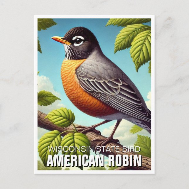 Cartão Postal Wisconsin State Bird American Robin (Frente)