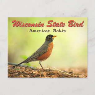 Cartão Postal Wisconsin State Bird Robin