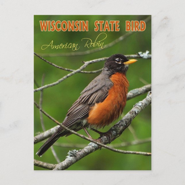 Cartão Postal Wisconsin State Bird - Robin Americano (Frente)