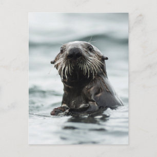 Cartão Postal Wise Otter