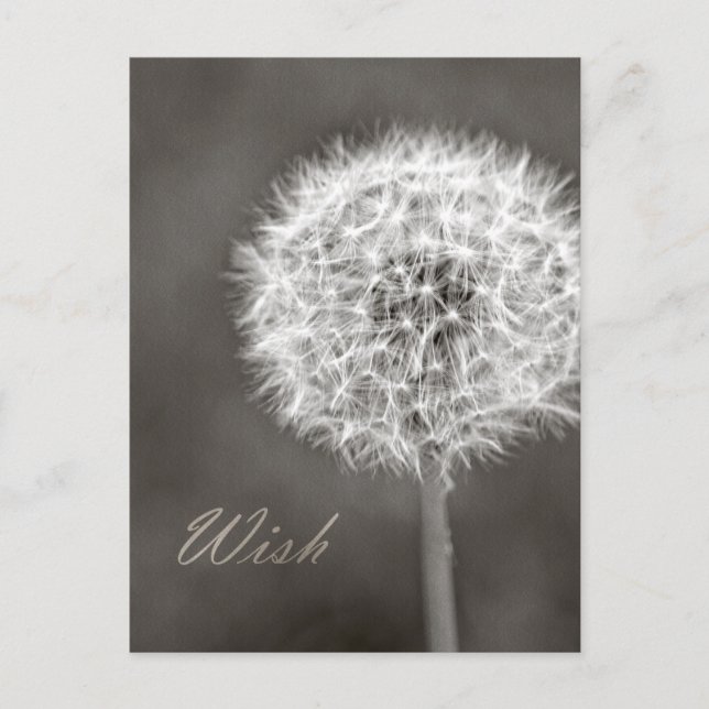 Cartão Postal Wish Dandelion inspirado (Frente)