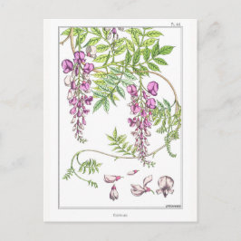 Cartão Postal Wisteria Flowers - Maurice Pillard Verneuil -