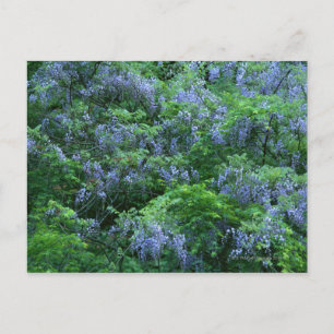 Cartão Postal Wisteria Japonês