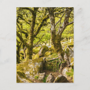 Cartão Postal Wistman's Wood Dartmoor Devon Inglaterra Reino Uni