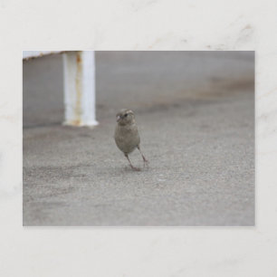 Cartão Postal Woah pardal!