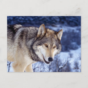 Cartão Postal Wolf 2 de inverno