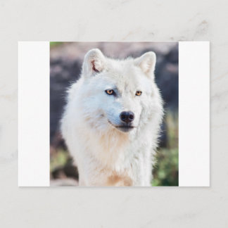 CARTÃO POSTAL WOLF BRANCO