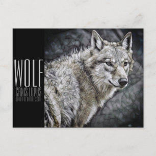 Cartão Postal Wolf [Cartão postal]