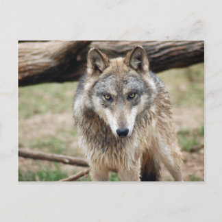Cartão Postal Wolf Cinza Wolf Postcard