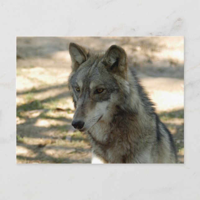 Cartão Postal Wolf Cinza Wolf Postcard (Frente)