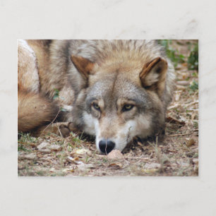 Cartão Postal Wolf Cinza Wolf Postcard
