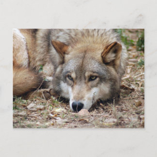 Cartão Postal Wolf Cinza Wolf Postcard