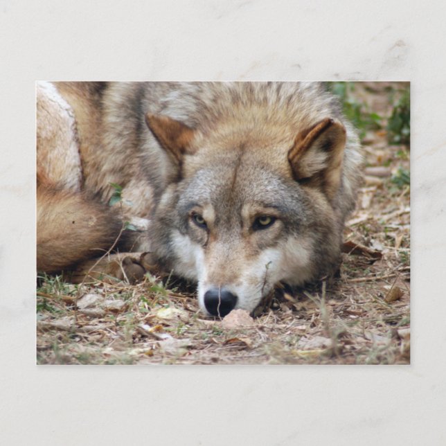 Cartão Postal Wolf Cinza Wolf Postcard (Frente)