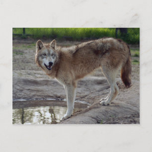 Cartão Postal Wolf Cinza Wolf Postcard