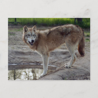 Cartão Postal Wolf Cinza Wolf Postcard