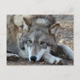 Cartão Postal Wolf Cinza Wolf Postcard