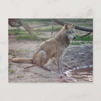 Cartão Postal Wolf Cinza Wolf Postcard
