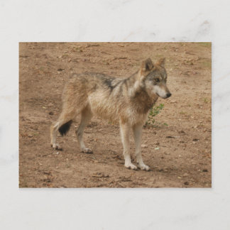 Cartão Postal Wolf Cinza Wolf Postcard