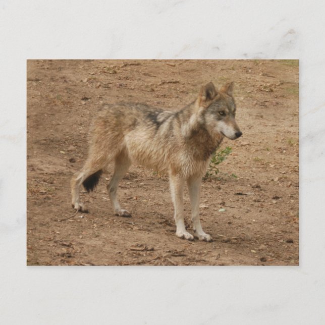 Cartão Postal Wolf Cinza Wolf Postcard (Frente)