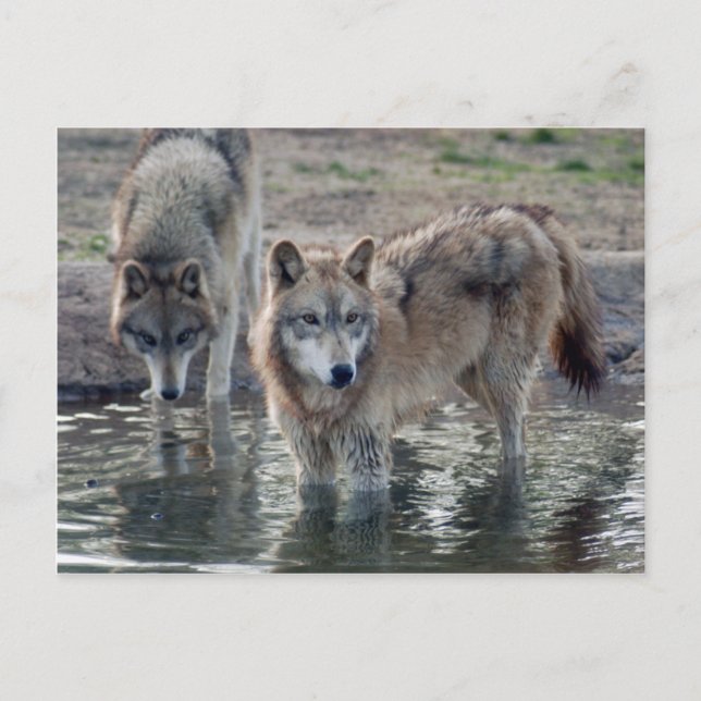 Cartão Postal Wolf Cinza Wolf Postcard (Frente)