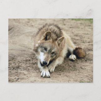 Cartão Postal Wolf Cinza Wolf Postcard