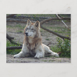 Cartão Postal Wolf Cinza Wolf Postcard