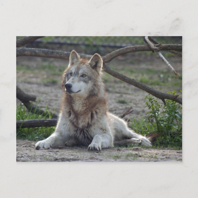 Cartão Postal Wolf Cinza Wolf Postcard (Frente)