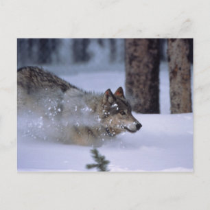 Cartão Postal Wolf Correndo Na Neve
