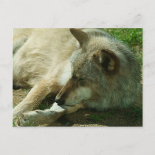 Cartão postal Wolf da cinza