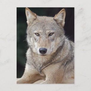 Cartão postal Wolf da cinza