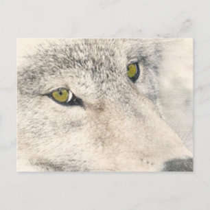 Cartão Postal Wolf Eyes