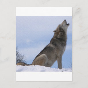 Cartão Postal Wolf Howl