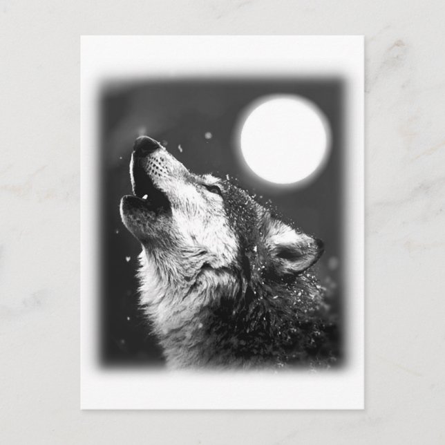 Cartão Postal Wolf Howling na Lua (Frente)
