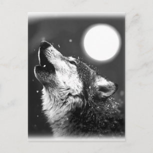 Cartão Postal Wolf Howling na Lua
