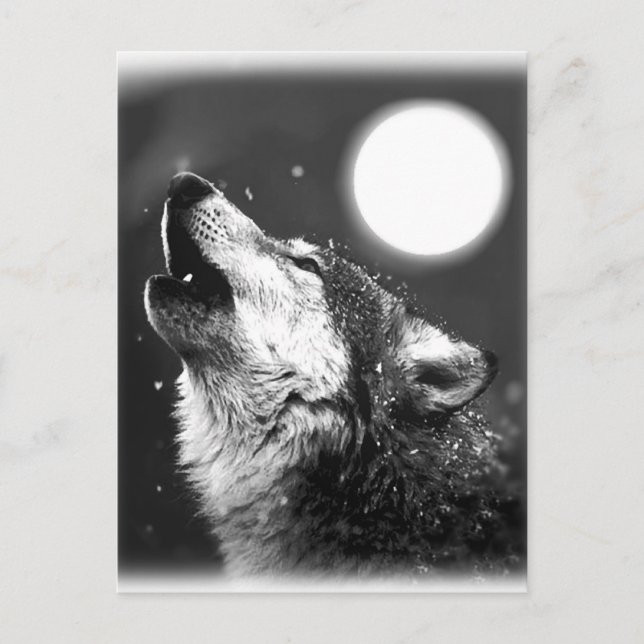 Cartão Postal Wolf Howling na Lua (Frente)
