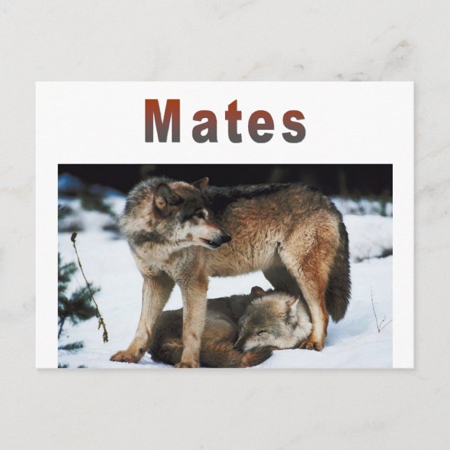 Cartão Postal Wolf Mates Line (Frente)