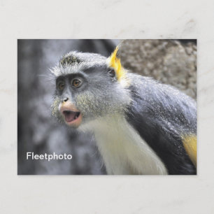 Cartão Postal Wolf Monkey multicolor
