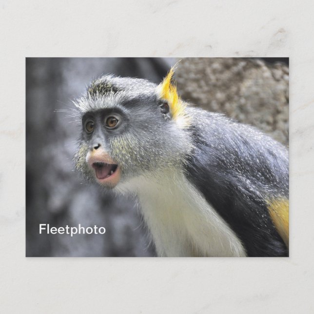 Cartão Postal Wolf Monkey multicolor (Frente)