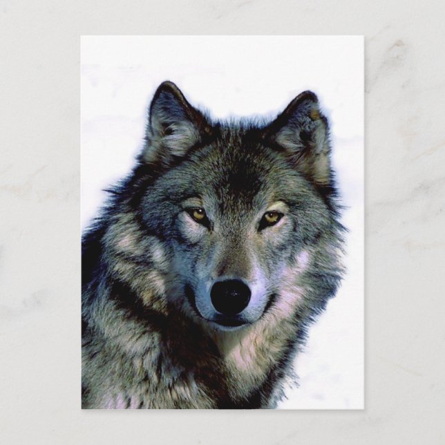 Cartão Postal Wolf Portrait (Frente)