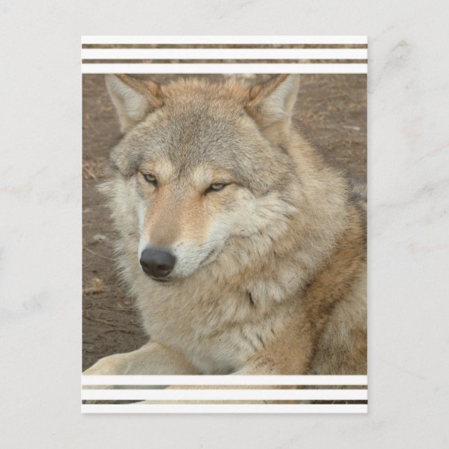 Cartão Postal Wolf Postcard (Frente)