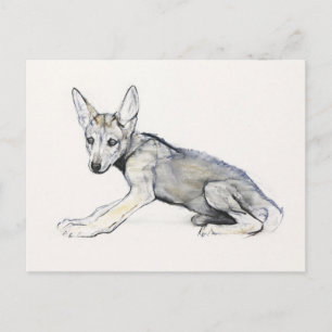Cartão Postal Wolf Pup Árabe Adolescente 2009