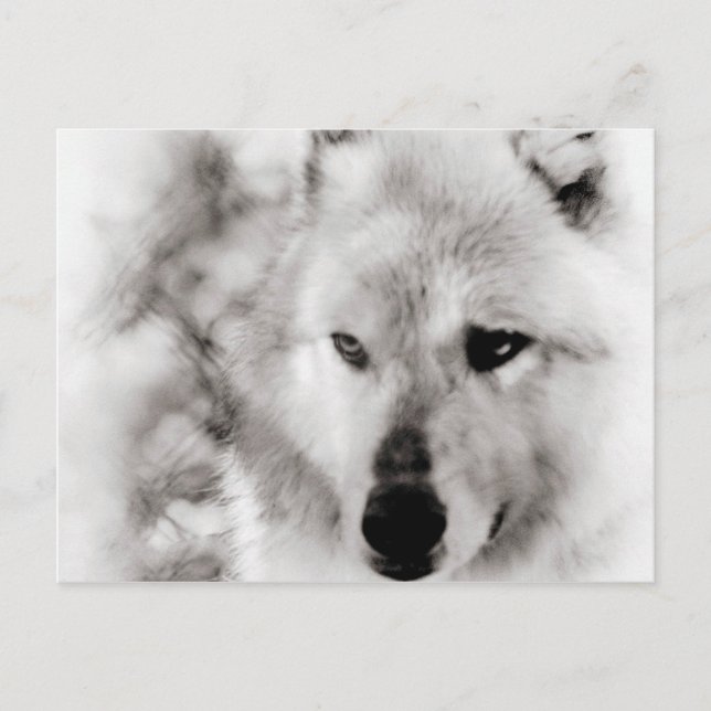 Cartão Postal Wolf Spirit (Frente)