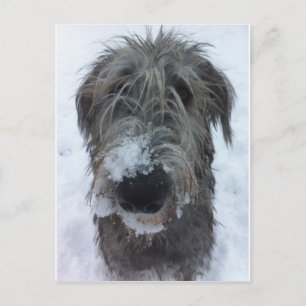 Cartão Postal wolfhound irlandês que joga na neve