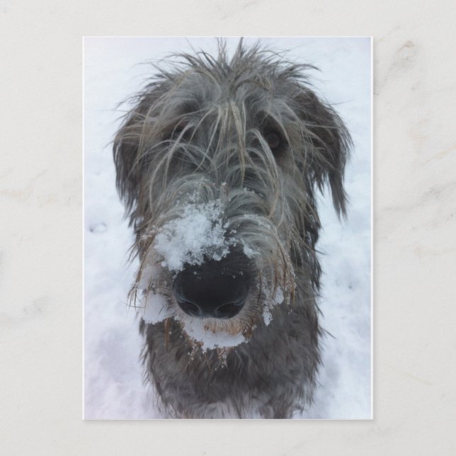 Cartão Postal wolfhound irlandês que joga na neve (Frente)