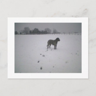 Cartão Postal Wolfhound na neve