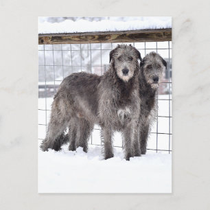 Cartão Postal Wolfhounds irlandês na neve