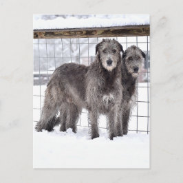 Cartão Postal Wolfhounds irlandês na neve
