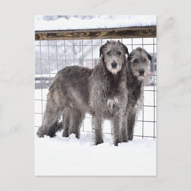 Cartão Postal Wolfhounds irlandês na neve (Frente)